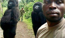 大猩猩交配视频