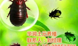 九香虫养殖技术视频,揭秘高效养殖秘诀